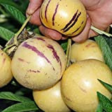 ZHOUBAA Semi per piantare, 100 pezzi semi di pepino melone dolce frutta verdura bonsai giardino giardino giardino pianta rara - ...