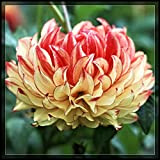 Zinnia,Dalia,bulbi di dalia,bulbi fiori perenni,fiori enormi,adatti come regali,possono essere invasati o piantati in giardino.